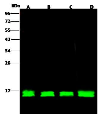 Polyclonal Rabbit anti-Human CYCS / Cytochrome c Antibody (Preservative Free, IHC, IF, WB)