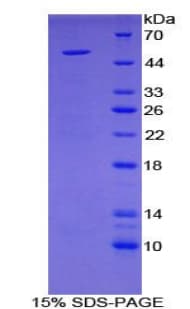 Mouse SCG2 / Secretogranin II Protein (Recombinant His-GST)
