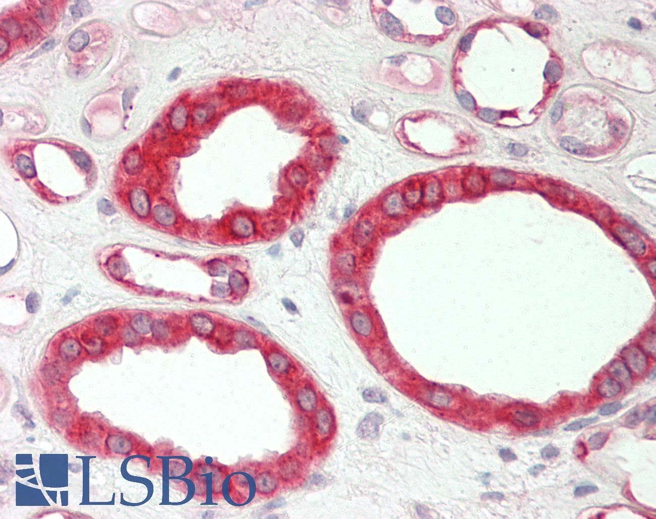Polyclonal Rabbit anti-Mouse HMGCS1 / HMG-CoA Synthase 1 Antibody (C-Terminus, IHC, WB)