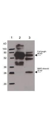 PathPlus™ SPP1 / Osteopontin Antibody