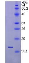 Pig IL4 Protein (Recombinant His-T7)