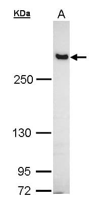 FLNB / TAP Antibody