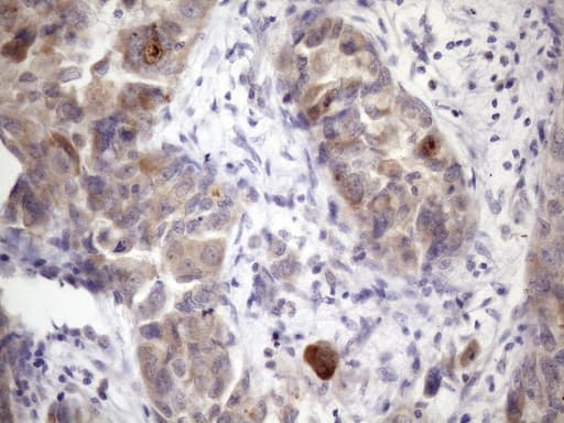 Monoclonal Mouse anti-Human XRCC6BP1 Antibody (clone OTI5F3, IHC, WB)