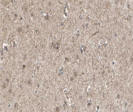 SIRPA / CD172a Antibody