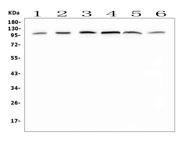MVP / VAULT1 Antibody