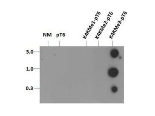 HIST3H3 Antibody (Me3-Lys4/phospho-Thr6)