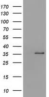 SDR9C7 Antibody (clone OTI10B4)