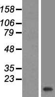 VAMP2 / VAMP-2 Protein (Over-Expression Lysate Myc-DDK (Flag))
