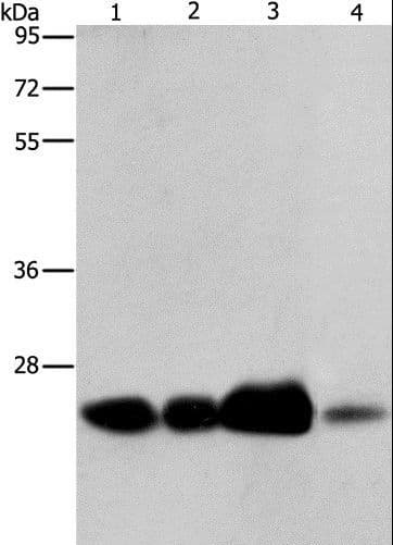 ARFRP1 Antibody