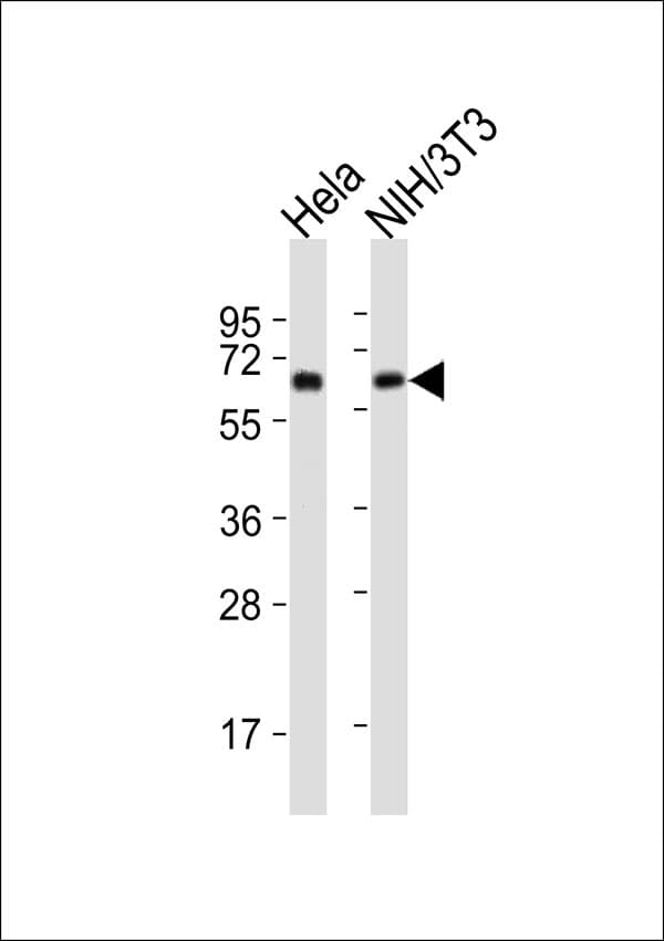 HSPD1 / HSP60 Antibody