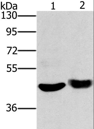 HTR3C / 5-HT3C Receptor Antibody