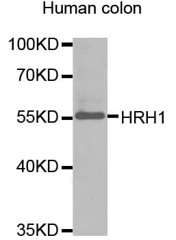 HRH1 / Histamine H1 Receptor Antibody