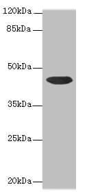 Polyclonal Rabbit anti-Human CCDC89 Antibody (IHC, WB)
