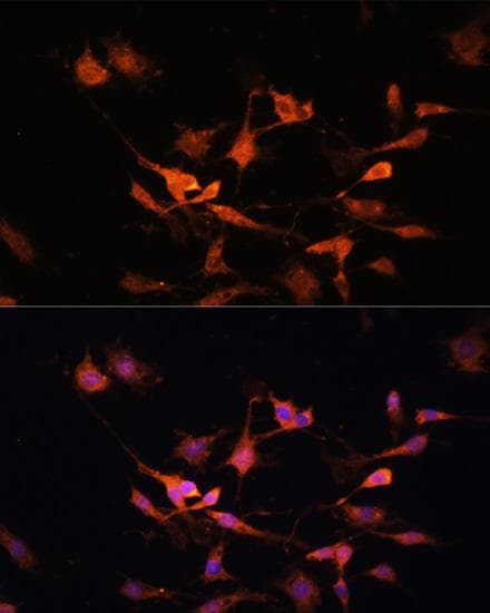 KEAP1 Antibody