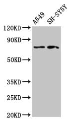 MASP2 / MASP-2 Antibody