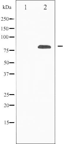 Polyclonal Rabbit anti-Human PRKCD / PKC-Delta Antibody (IF, WB)