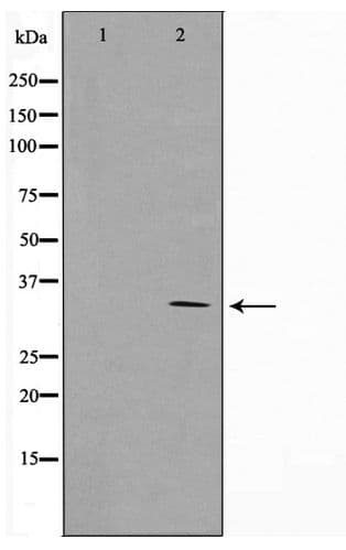 CCNG1 / Cyclin G1 Antibody