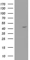 RTN4IP1 / NIMP Antibody (aa41-279, clone OTI1A8)
