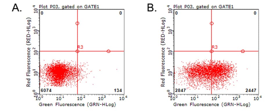 HAVCR2 / TIM-3 Antibody (clone OTI13B10)