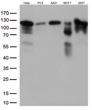 Monoclonal Mouse anti-Human TRIM28 / KAP1 Antibody (clone OTI8B12, IHC, IF, WB)