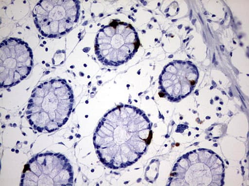 AVPI1 Antibody (clone OTI1G1)
