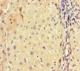 Histone H3.3 Antibody