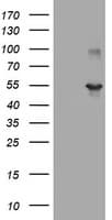 TAPBPL / TAPBPR Antibody (clone OTI2E11)