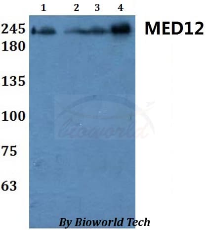 MED12 Antibody