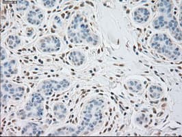 ACTN1 Antibody (clone OTI7A4)
