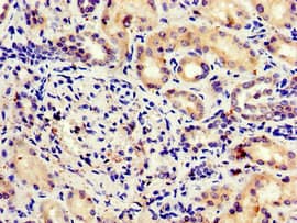 Polyclonal Rabbit anti-Human MLST8 / GBL Antibody (IHC, IF)