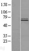 FAM73B Protein (Over-Expression Lysate Myc-DDK (Flag))