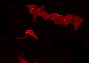 AZI2 / NAP1 Antibody