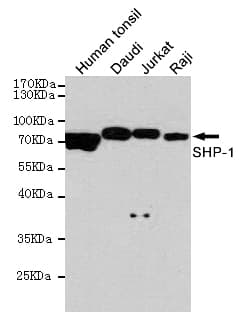 PTPN6 / SHP1 Antibody