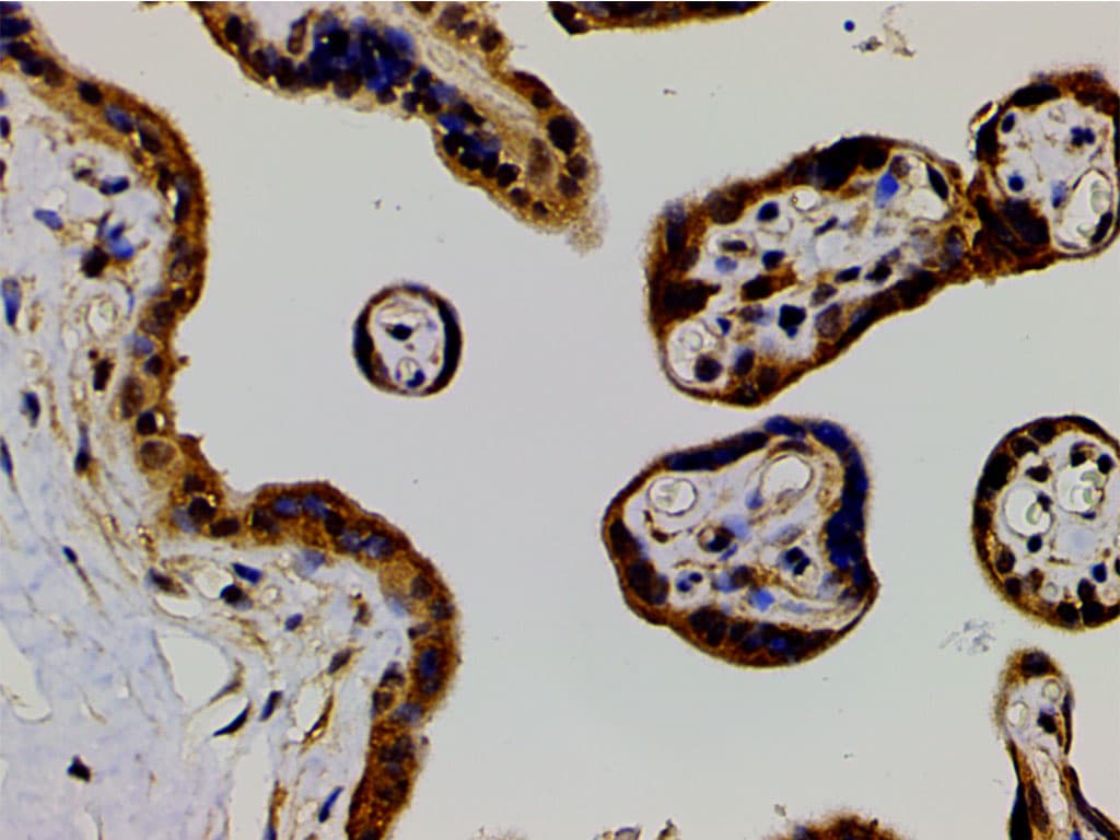 EFNB2 / Ephrin B2 Antibody