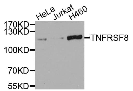 CD30 Antibody
