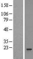 PSMB3 Protein (Over-Expression Lysate Myc-DDK (Flag))
