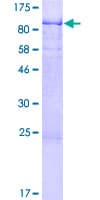Human SPATS2 Protein (Recombinant GST)