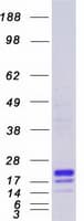 Human MD-1 / LY86 Protein (Recombinant Myc-DDK (Flag))
