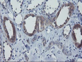 VBP1 Antibody (clone OTI2A3, Carrier-free)