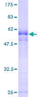 Human CGR19 / CGRRF1 Protein (Recombinant GST)