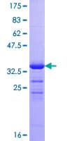 Human ZNRD1 Protein (Recombinant GST)