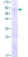 Human RIBC1 Protein (Recombinant GST)