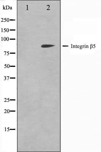 ITGB5 / Integrin Beta 5 Antibody