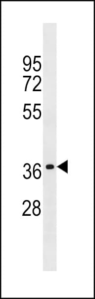 OR2W1 Antibody (aa245-272)