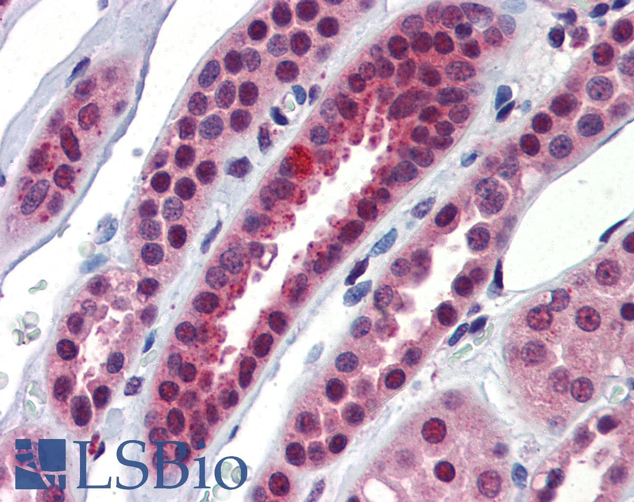 NFX1 Antibody (C-Terminus)
