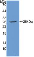 TIE1 / TIE Antibody (aa701-898, Biotin)
