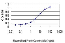 RGL1 / RGL Antibody (clone 2D10)