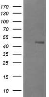 B3GNT2 Antibody (clone OTI3A9)