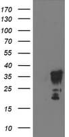 LENG1 Antibody (clone OTI1G10)