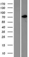 CD44 Protein (Over-Expression Lysate Myc-DDK (Flag))